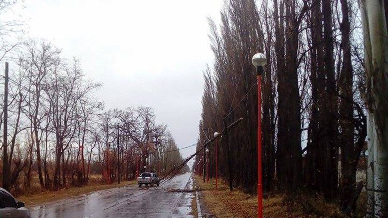 Cayó un árbol y dejó sin servicio eléctrico a la zona norte
