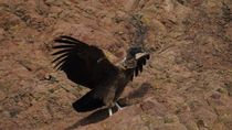 La especie fue declarada en peligro de extinción y está protegida por la Ley Nacional de Conservación de la Fauna Silvestre.