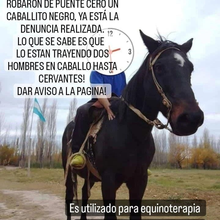 La familia inició una campaña en redes para recuperar al caballo.
