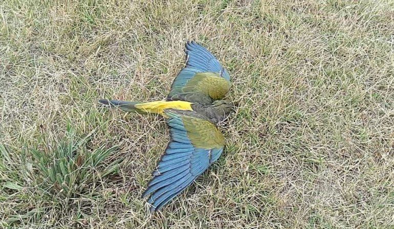 Las aves siguen muriendo y no hay respuestas claras.&nbsp;