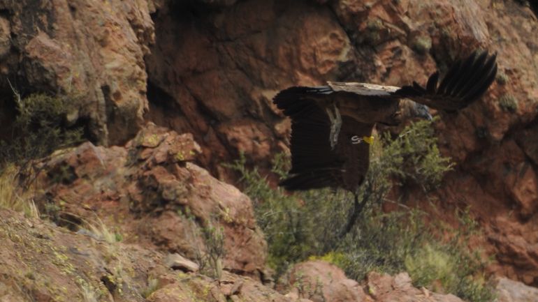 Los cóndores de aproximadamente un año y medio de edad, llegaron desde la Unidad de Proyectos Especiales (UPE) del Ecoparque Interactivo de Capital Federal.