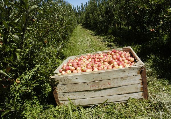 Encontraron mosca de los frutos