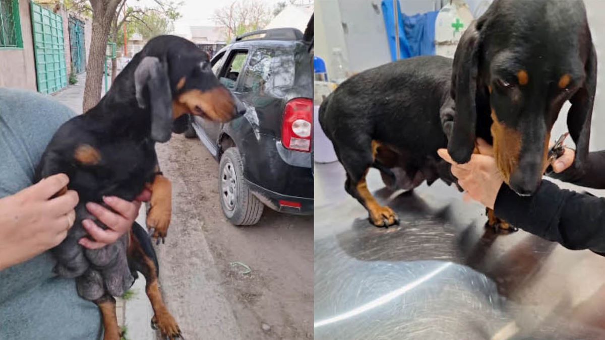 Lupe estaba en mal estado de salud y quedó internada. Había tenido nueve cachorros que quedaron al resguardo de la Funbapia.&nbsp;