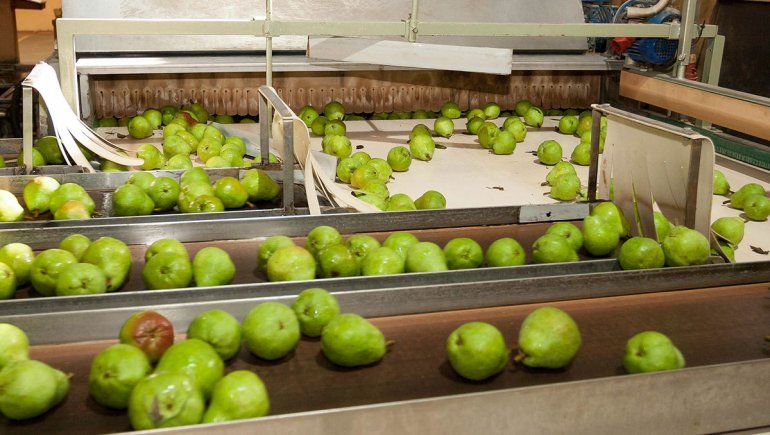 En Fruticultura no les tienen miedo a las peras de China