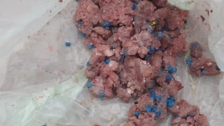Alerta en Fernández Oro: dejaron carne con veneno en la calle