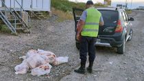 la region en alerta por antrax: decomisan mas de 130 kilos de carne
