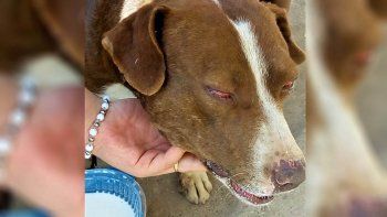 brutal agresion a un perro: denuncian que lo apunalaron