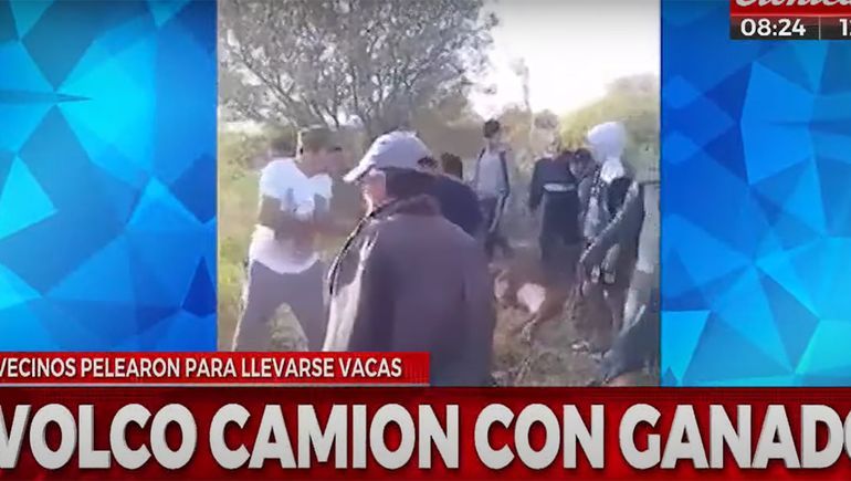 Volcó un camión con ganado y vecinos se peleaban por las vacas