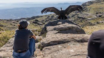 liberan a dos condores andinos con rastreadores satelitales: ¿que buscan?