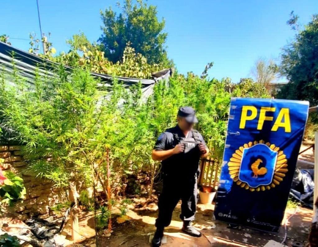 Producían y vendían marihuana en una casa de Fernández Oro