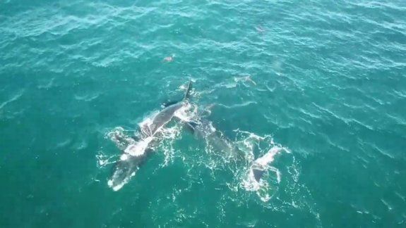Las primeras ballenas del 2018 se pasearon por la costa en Las Grutas