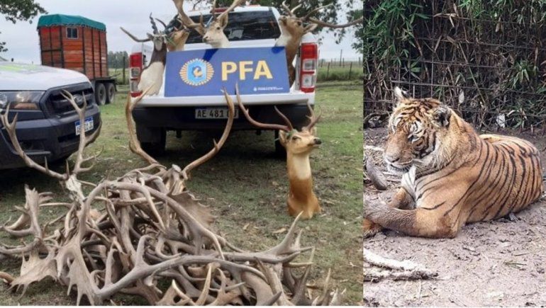Tenía en su campo un zoo clandestino con tigres, pumas y búfalos