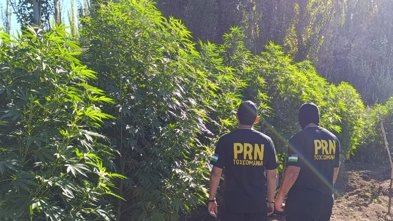 El allanamiento en una vivienda rural de Campo Grande descubrió un cultivo de grandes dimensiones con 70 plantas de marihuana, algunas de ellas con una altura que superaba los cuatro metros.&nbsp;