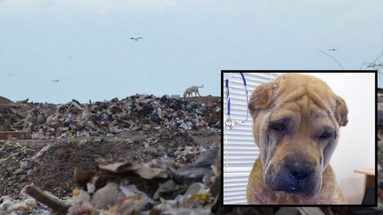 Sus dueños la abandonaron en el basural y casi muere de hambre  