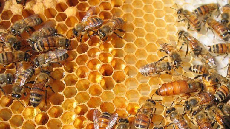 Los apicultores son algunos de los emprendedores productivos a los que quieren incluir en el circuito comercial.