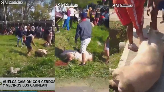 Volcó un camión con cerdos y se convirtió en un matadero