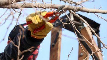 comienza un curso gratuito de poda de frutales en la ciudad