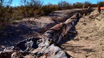 El bosque petrificado es uno de los tesoros naturales de Río Negro. El bosque petrificado es uno de los tesoros naturales de Río Negro.