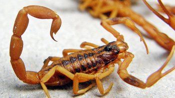 El Tityus trivittatus, la especie de alacrán cuyo veneno es altamente tóxico.