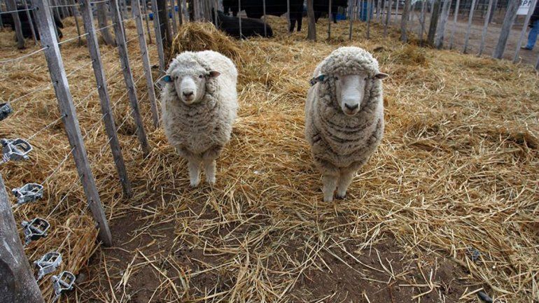 Weretilneck valoró el esfuerzo del sector ganadero