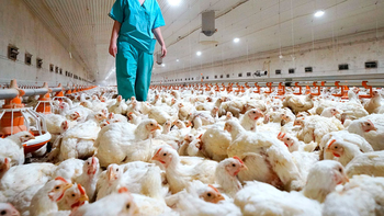 gripe aviar: el senasa pide encerrar a las aves de traspatio