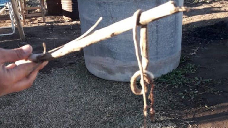 La semana pasada encontraron una culebra cerca de una vivienda.