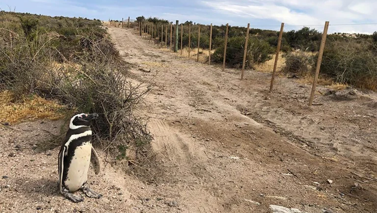 Por la apertura de un camino en la colonia de pingüinos de Punta Tombo murieron crías y adultos