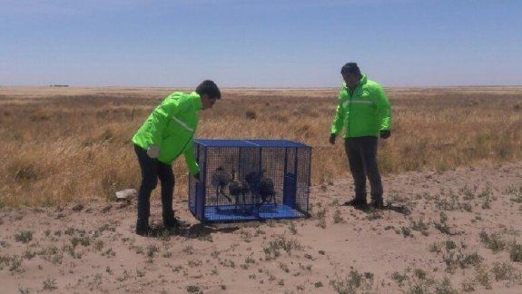 Rescataron a cinco crías de ñandú encerrados en una casa en Viedma