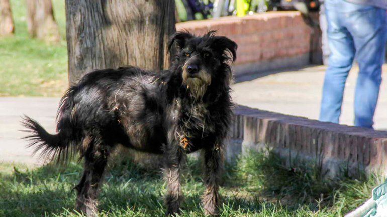 El hombre aseguró que el perro era uno de los tantos que vagan sueltos.