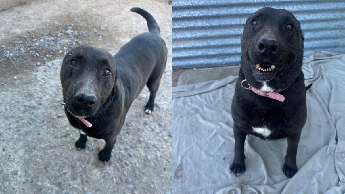 La historia de Ciro, el perro sin orejas que espera una familia hace 150 días