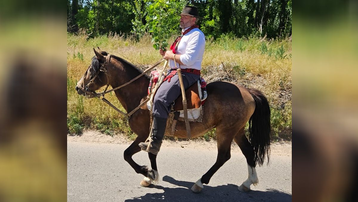 Caballo pisó un cable en medio de la calle y murió electrocutado