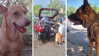 Tres nuevos allanamientos por maltrato animal en Cipolletti, dejan al descubierto una problemática que crece en la cuidad.