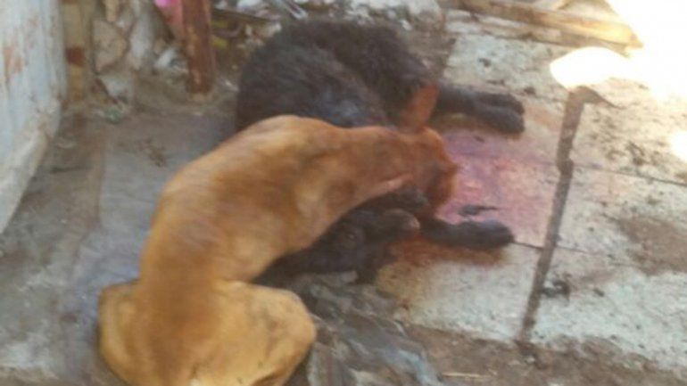 La escena de la terrible agresión no deja lugar a dudas de que la pitbull descargó su furia hasta culminar la faena.