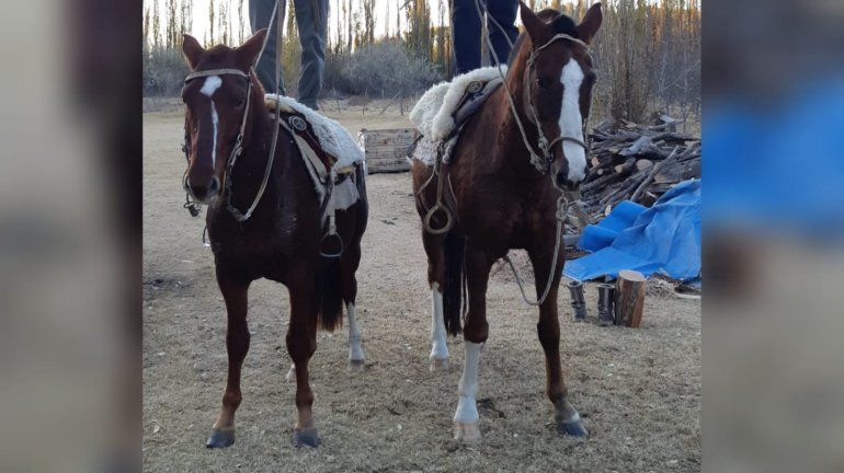 La desesperada búsqueda de dos caballos robados: Queremos que aparezcan vivos