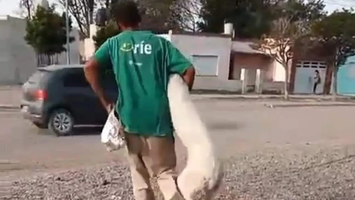 La imagen del sospechoso de San Antonio Oeste. Momento en que carga un animal.&nbsp;