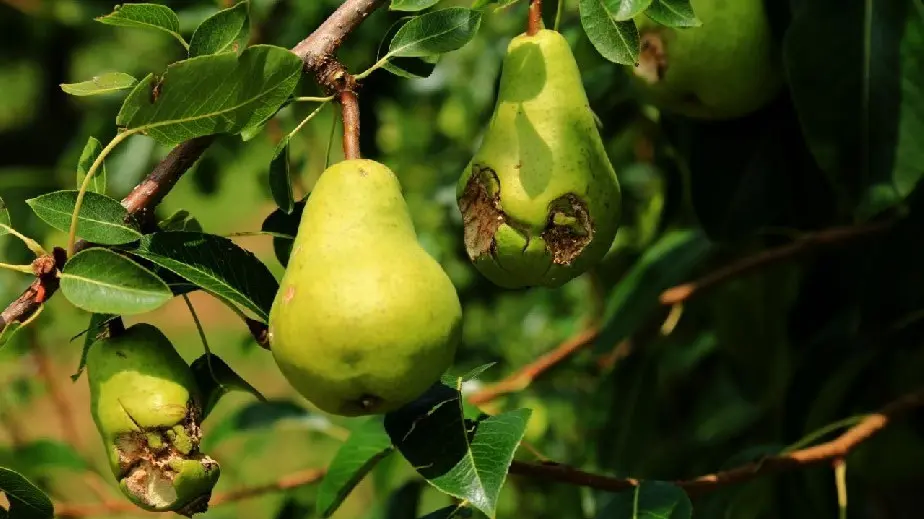 Los daños por el granizo afectan todos los años un piso del 10% de la producción frutícola del Valle.
