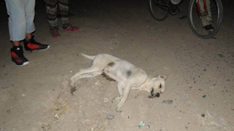Baleó a un perro y lo escracharon en Facebook en Allen