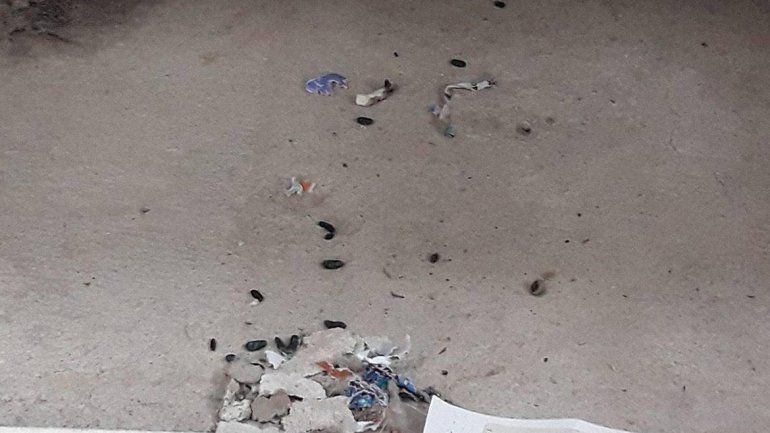 Denuncian la presencia de ratas y excremento en dos escuelas de la ciudad