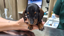 Beethoven, uno de los perros salchichas rescatados falleció en la veterinaria este miércoles.