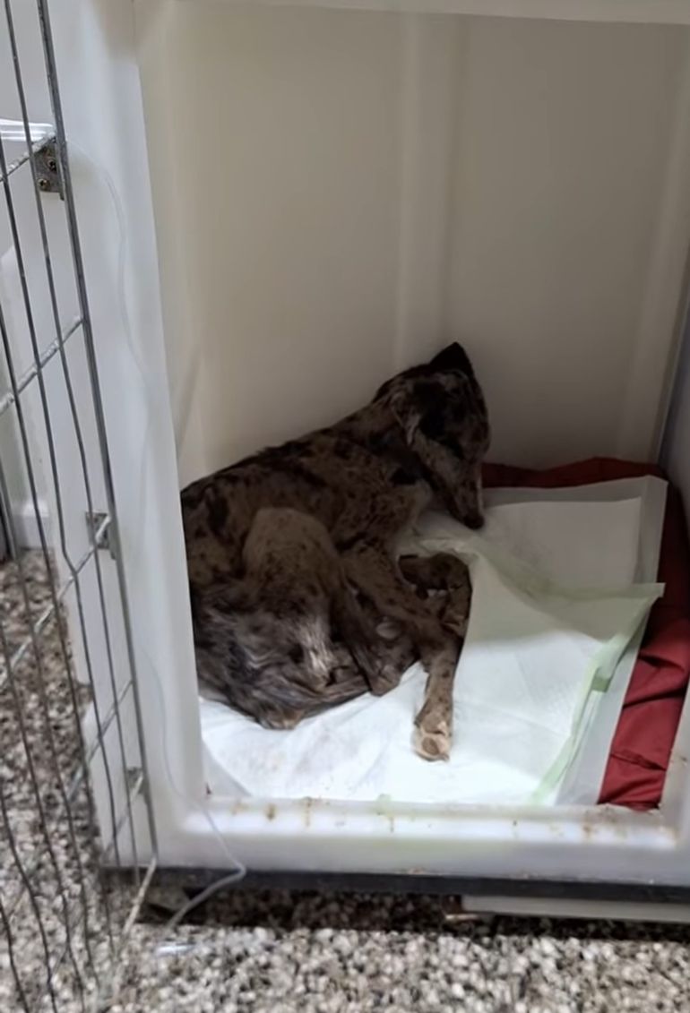 Desde la organización describieron que se trata de una galga de seis meses y una Border Collie de cuatro. Desde la organización describieron que se trata de una galga de seis meses y una Border Collie de cuatro.