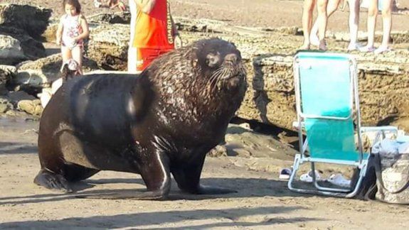 Lobo marino sorprendió en una playa rionegrina