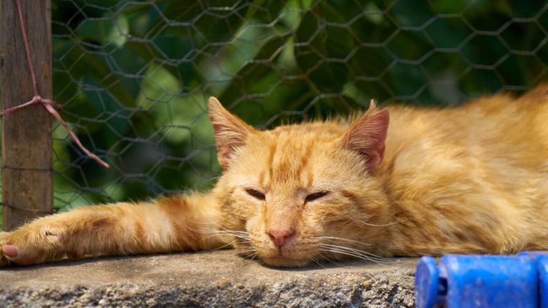 La hidratación y los espacios frescos se vuelven claves para el bienestar de los gatos durante el verano. | LMCipolletti.com La hidratación y los espacios frescos se vuelven claves para el bienestar de los gatos durante el verano.