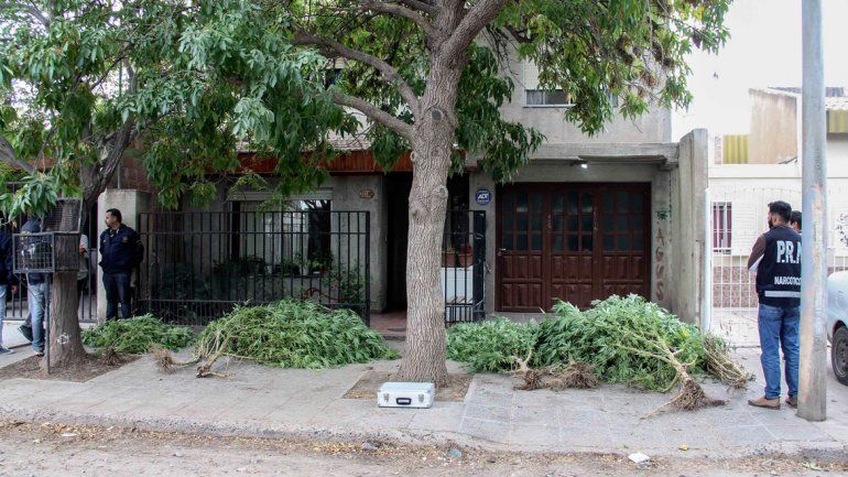 Las plantas de cannabis sativa fueron arrancadas por los agentes de la Brigada de Toxicomanía de Cipolletti y acomodadas en la vereda.