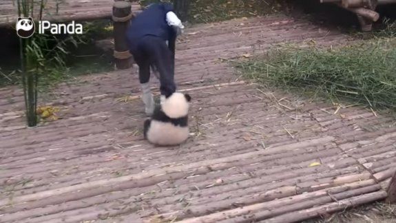 Un panda hace de todo para que su cuidador le de cariño