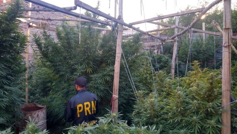 Encontraron un bosque de marihuana en un domicilio cipoleño