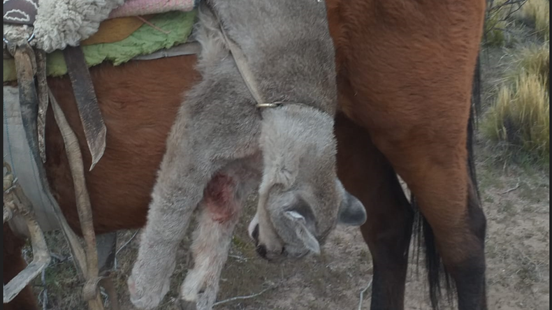 La lucha (¿mal vista?) del productor ganadero contra el puma