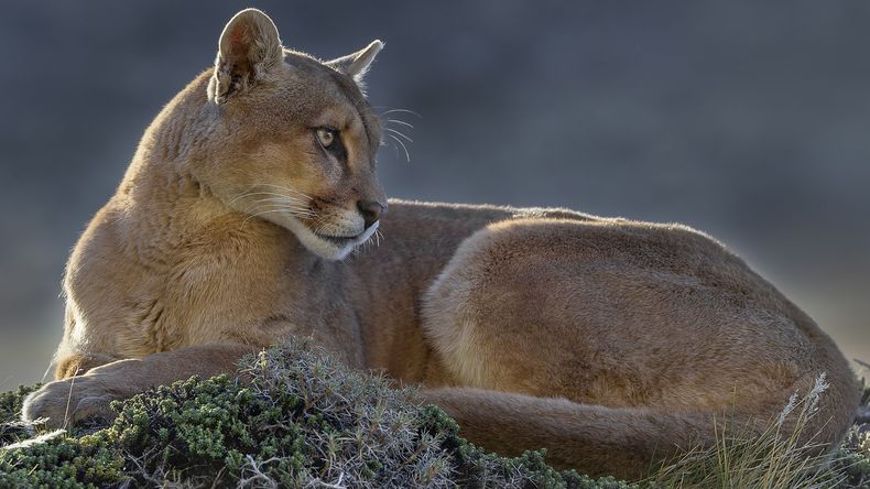 Puma_credito Darío Podestá-Gentileza WCS Argentina