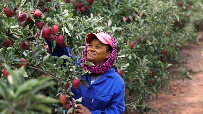 La producción de manzanas en Sudáfrica continua creciendo a tasas importantes.