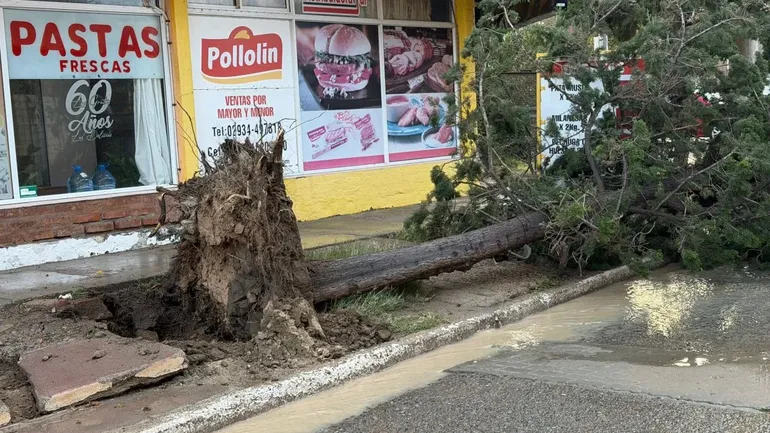 La intensidad del viento provoc&oacute; la ca&iacute;da de &aacute;rboles y da&ntilde;os en la v&iacute;a p&uacute;blica.&nbsp;