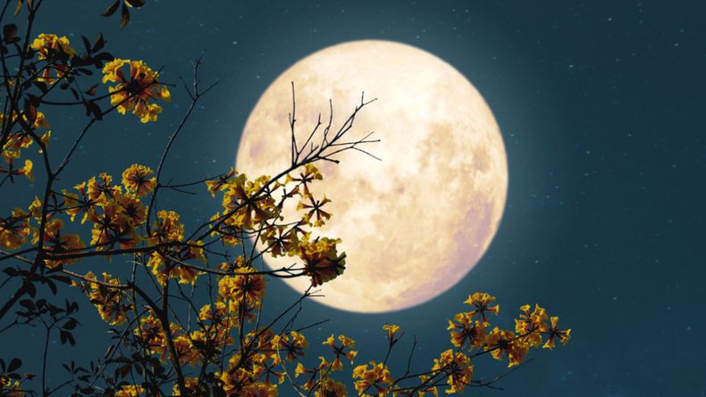 Cuándo será la próxima Luna llena en 2026: el calendario lunar completo